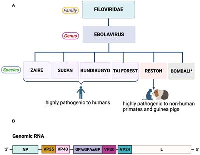 Beyond survival: unraveling the dynamics of Ebola virus resurgence in Sub-Saharan Africa and the remarkable journey of survivors